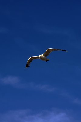 Seagull, par Xavier E. G. Dierick